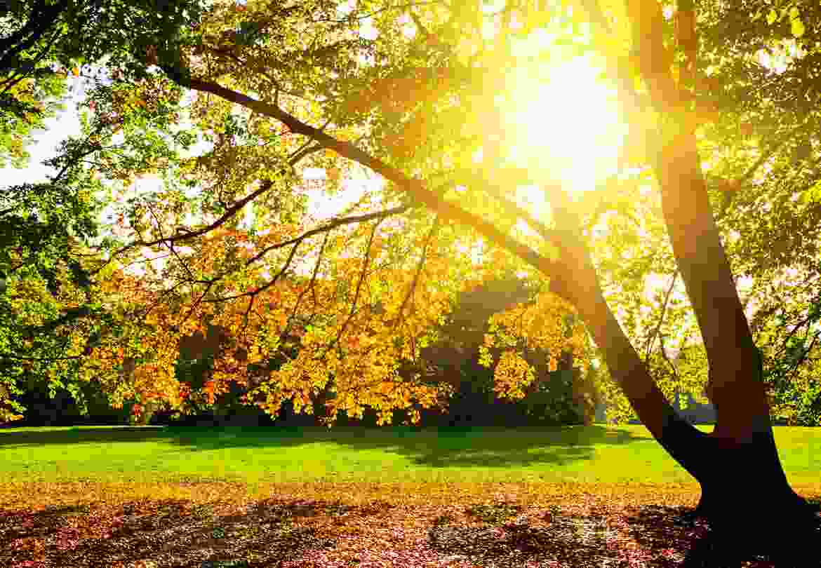 Nam ut nulla eget ligula Nam ut nulla eget ligula